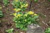primula veris-2